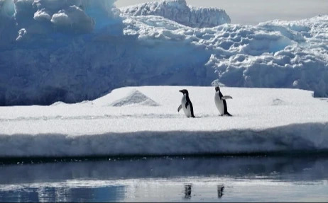 Adelie penguins