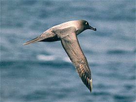 wandering albatross