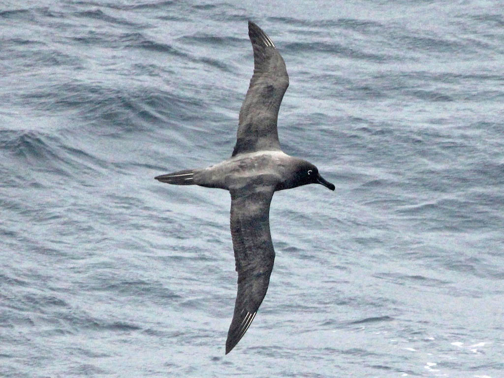 wandering albatross