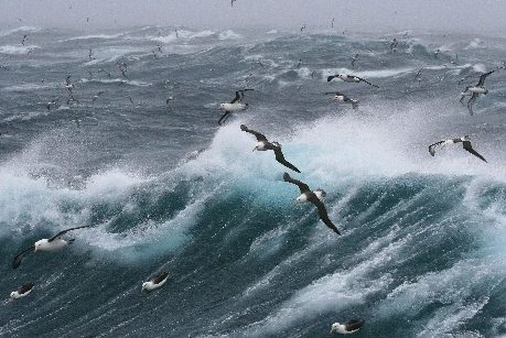 albatross-antarctica