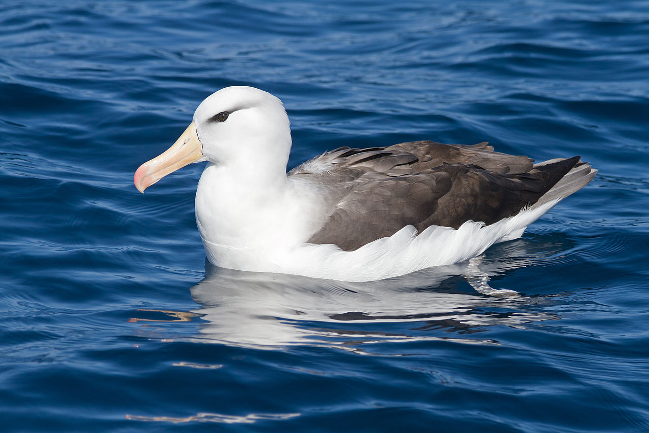 black_browed_albatross