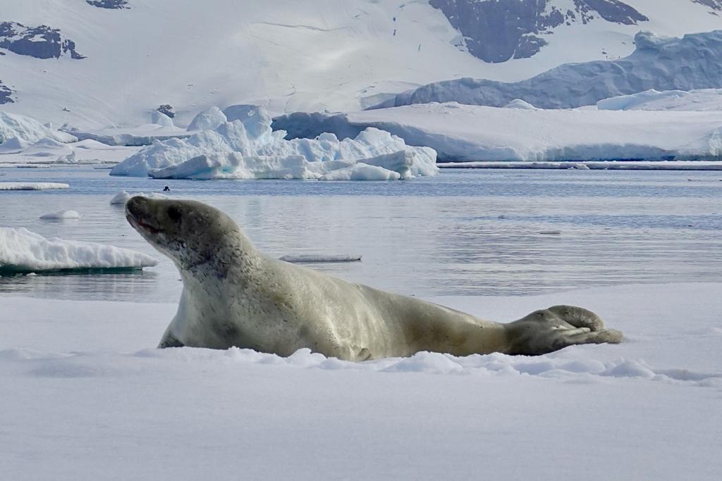 weddell seal