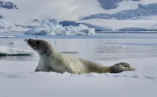 crabeater_seal