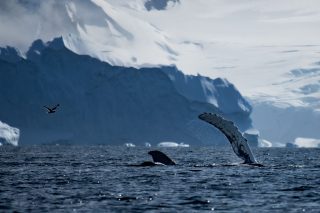 humpback whale antarctica