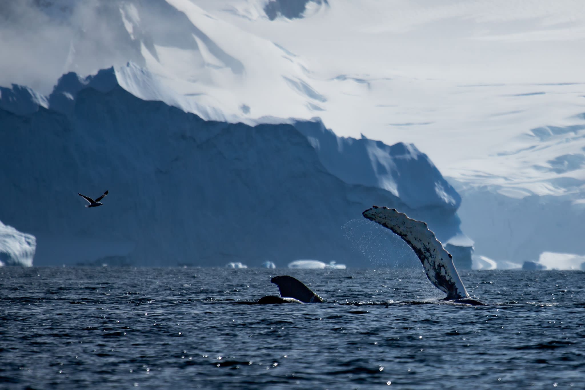 humpback whale antarctica