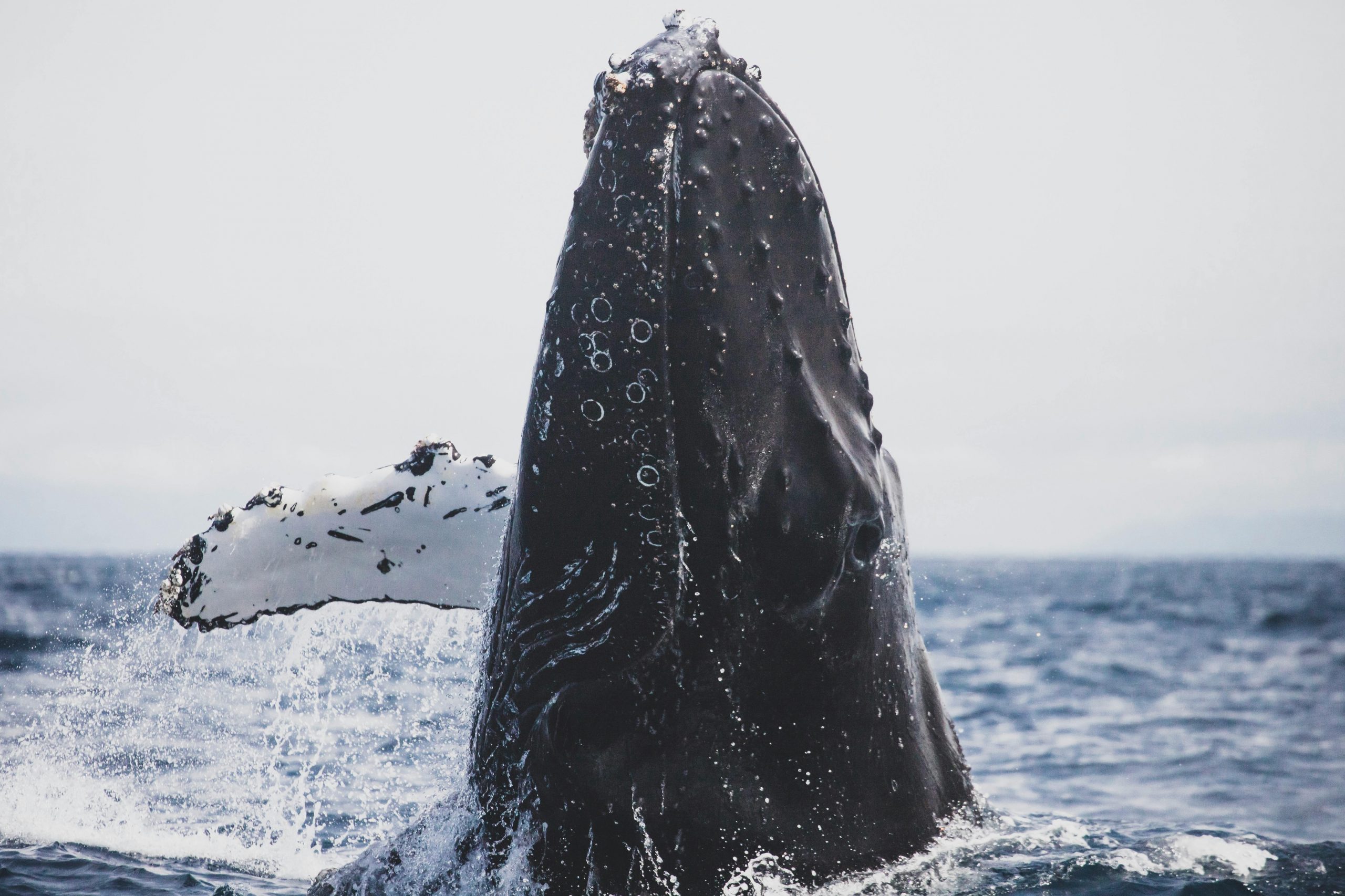 humpback whale