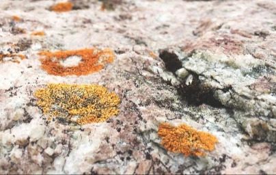 lichen-antarctica