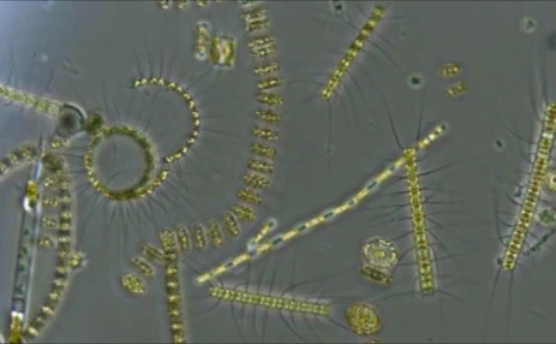 phytoplankton