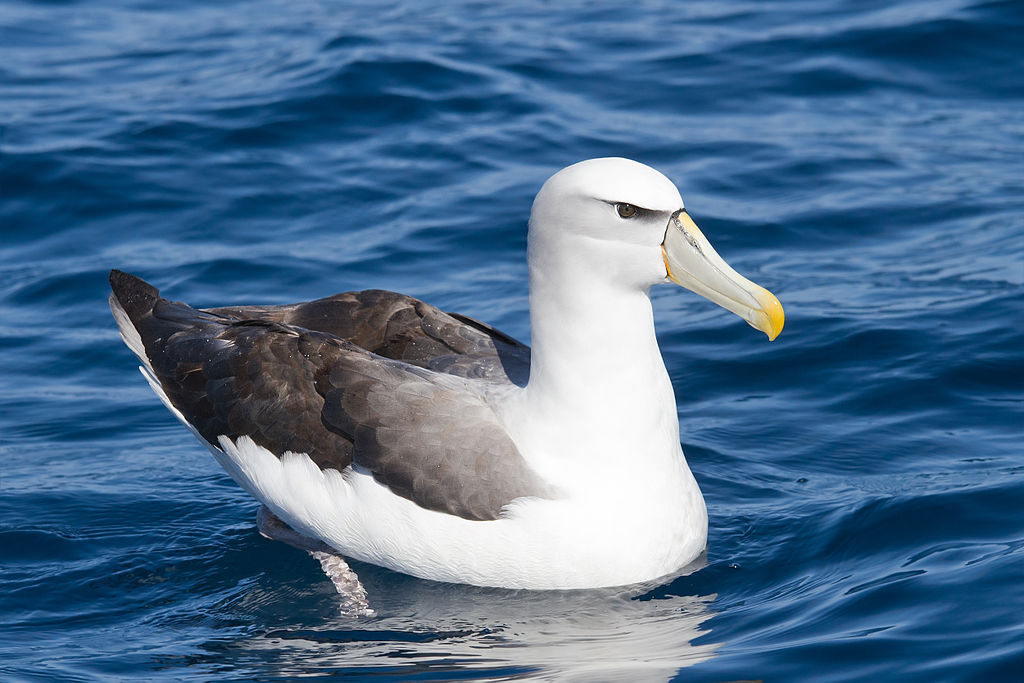 wandering albatross