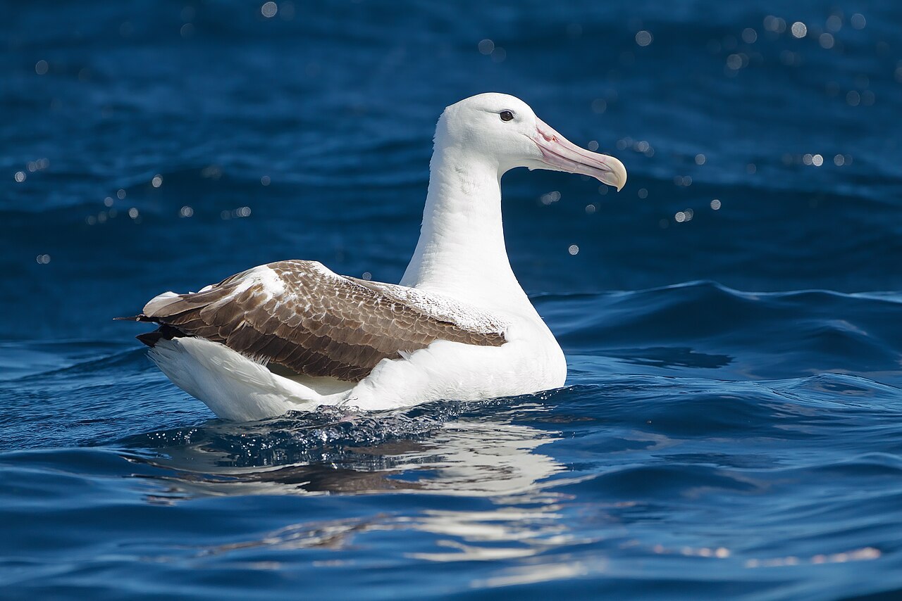 wandering albatross