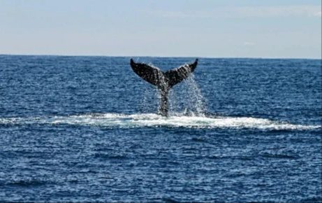 greg_mortimer_ship_background 500x310