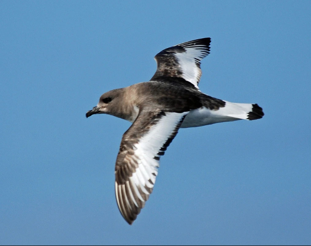 Antarctic_Petrel