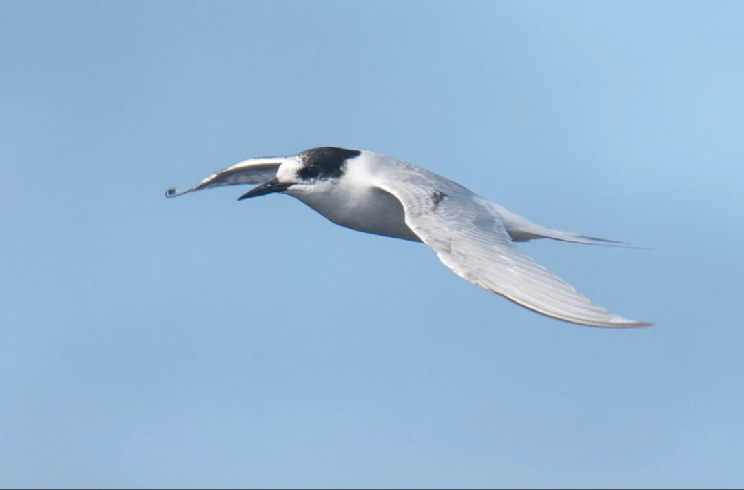 Antarctic_tern