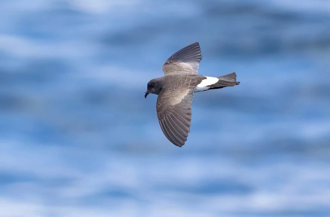 Antarctic_Petrel