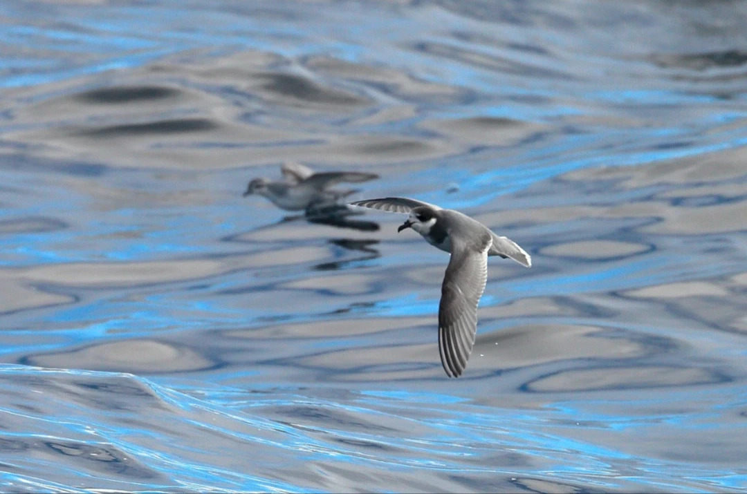 Antarctic_Petrel