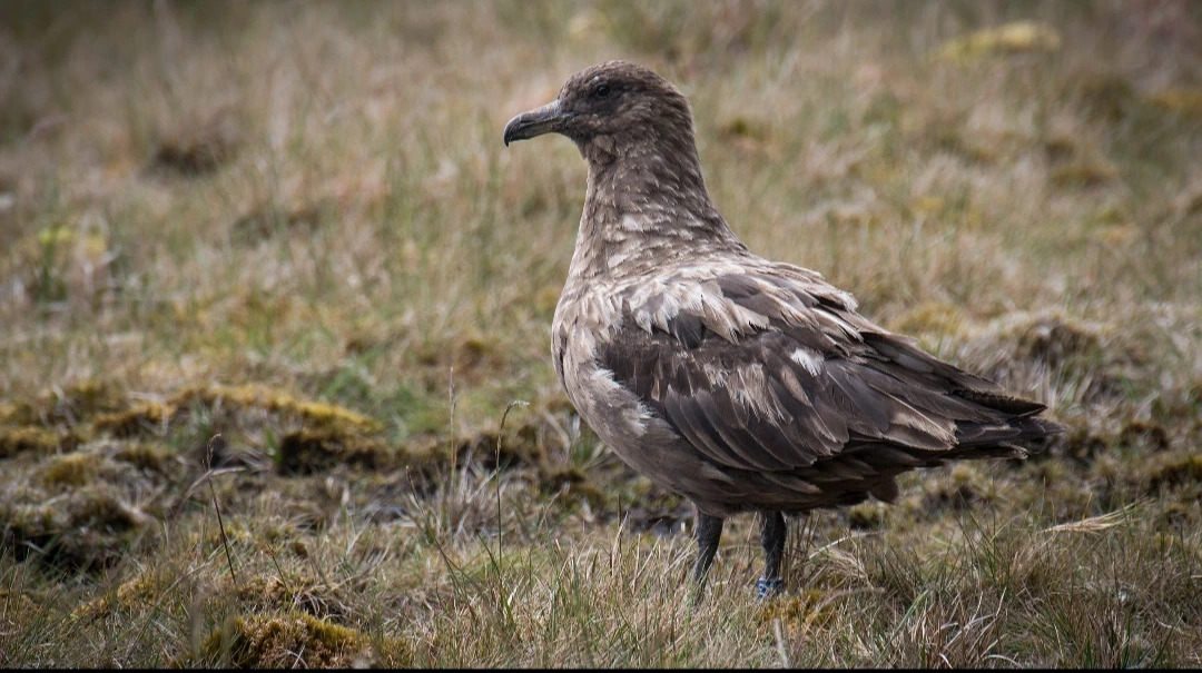 Brown_skua
