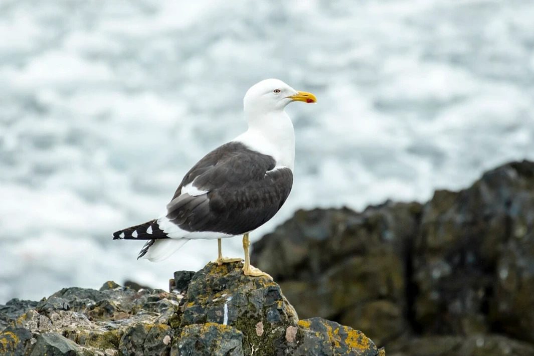 Rock_shag