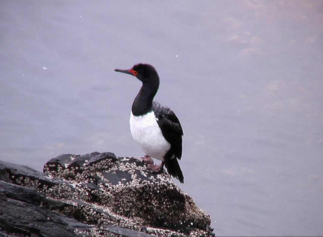 Rock_shag