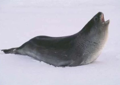 weddell seal