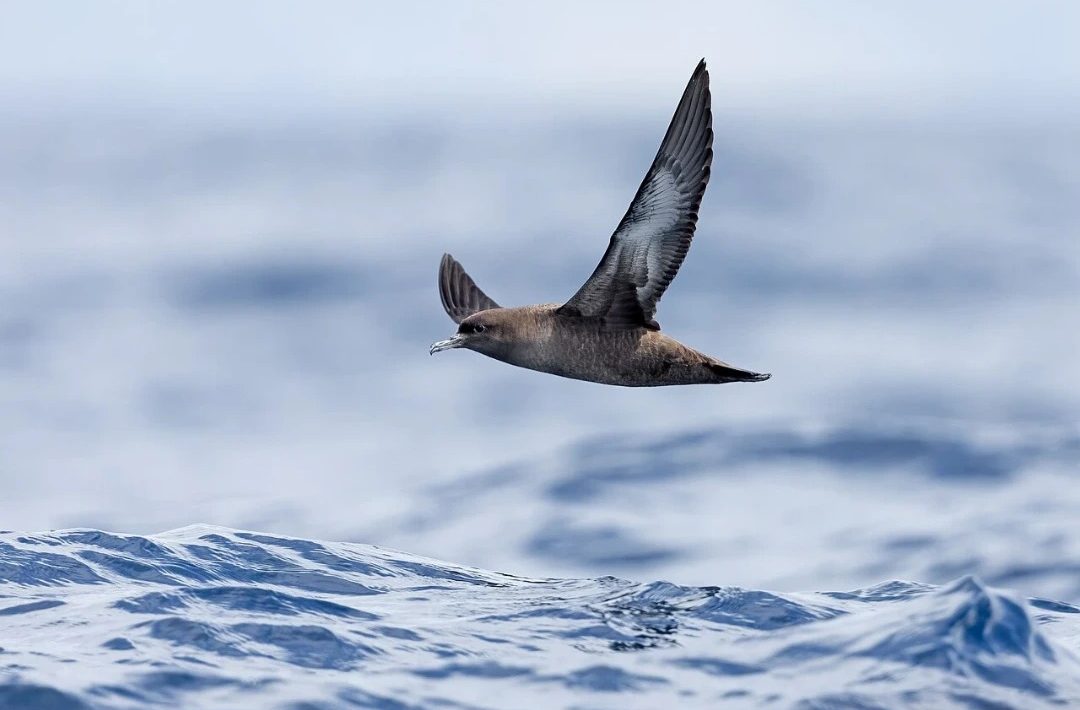 Antarctic_Petrel