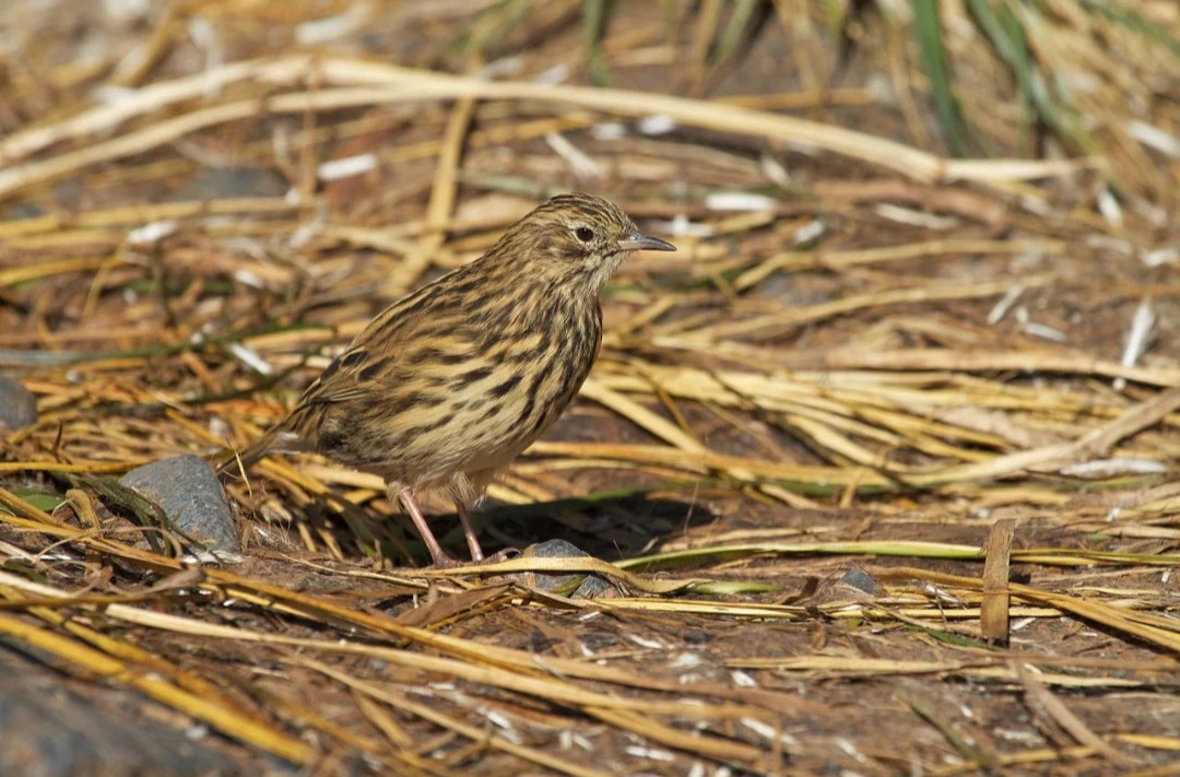 South_Georgia_pipit