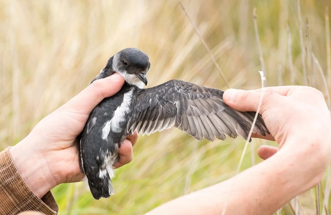 Antarctic_Petrel