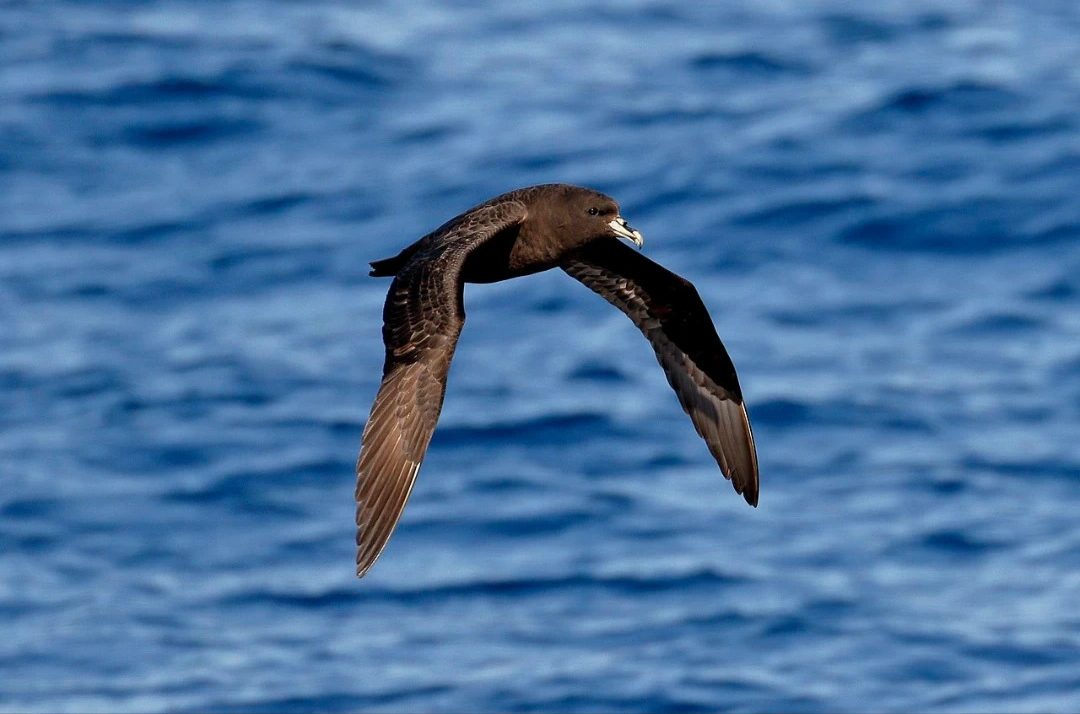 Antarctic_Petrel