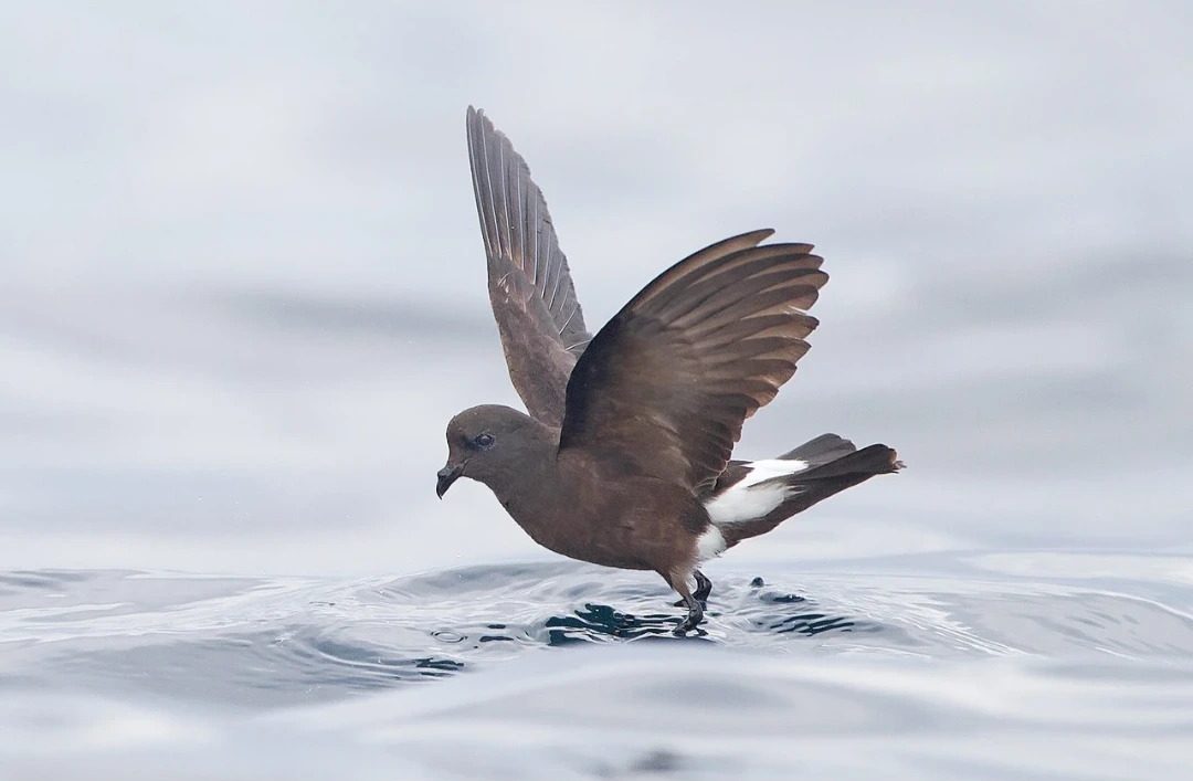 Antarctic_Petrel