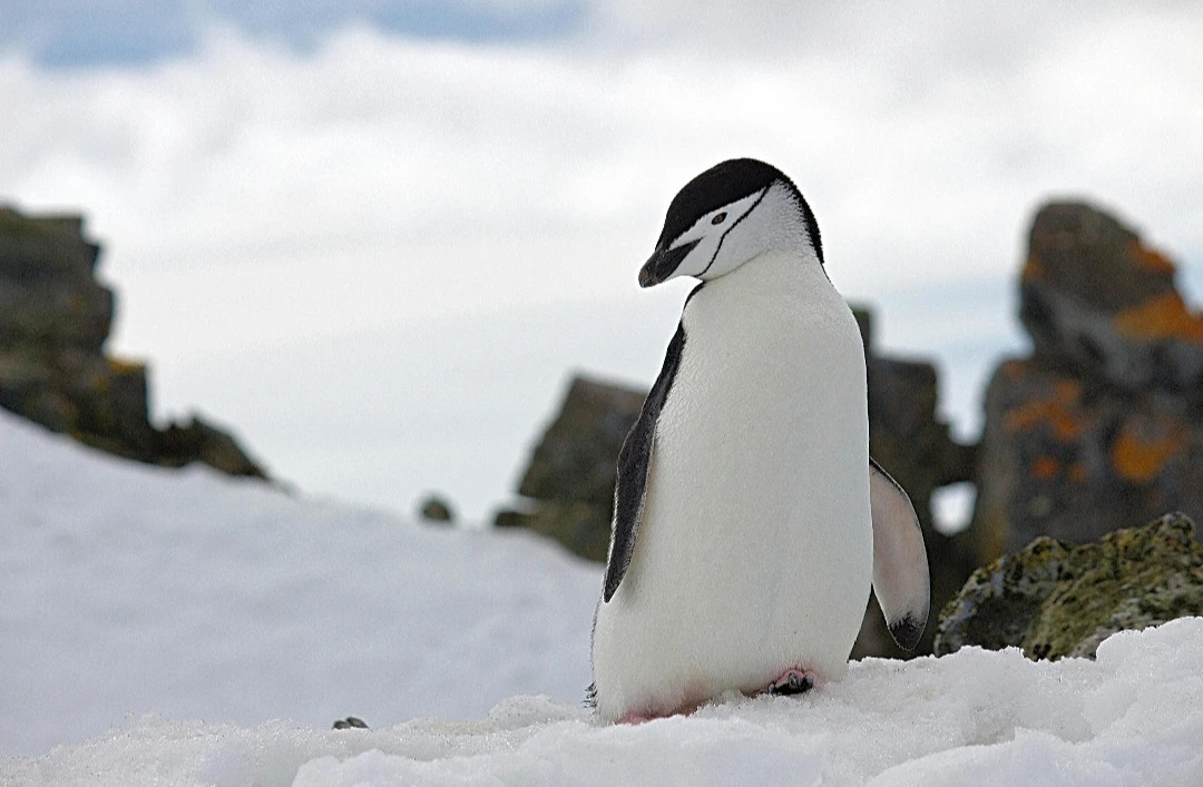 chinstrap_penguin