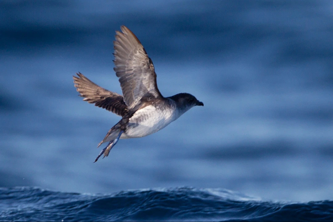 common_Diving_Petrel