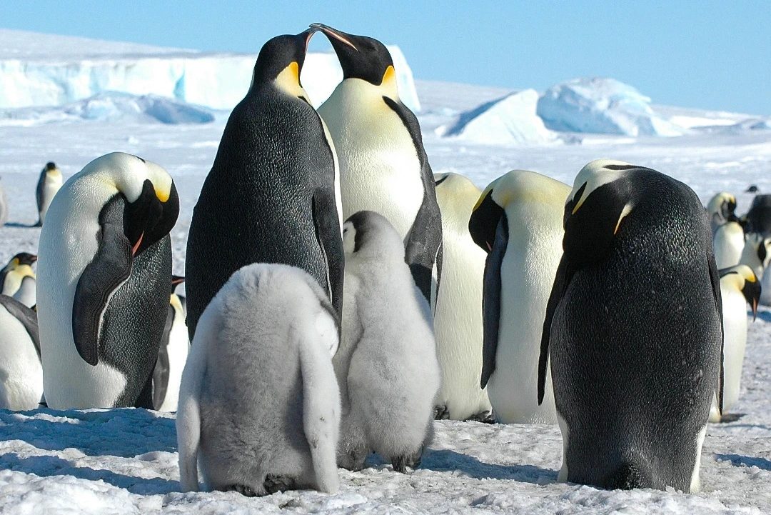 emperor_penguins