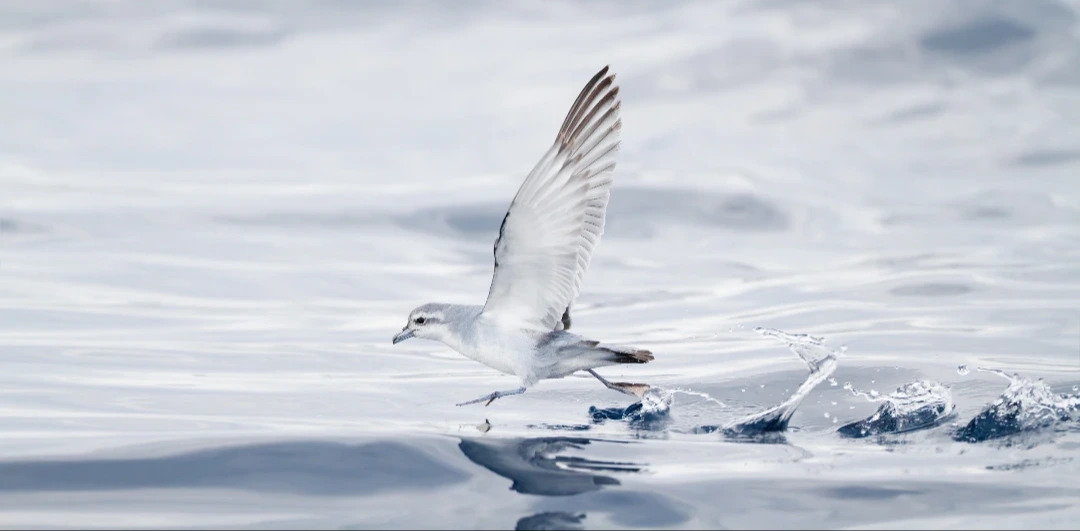 Antarctic_Petrel