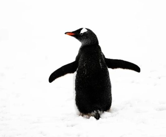 gentoo_penguins