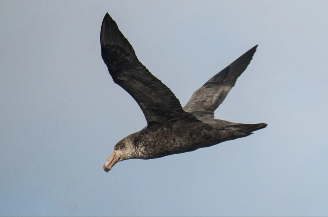 Antarctic_Petrel