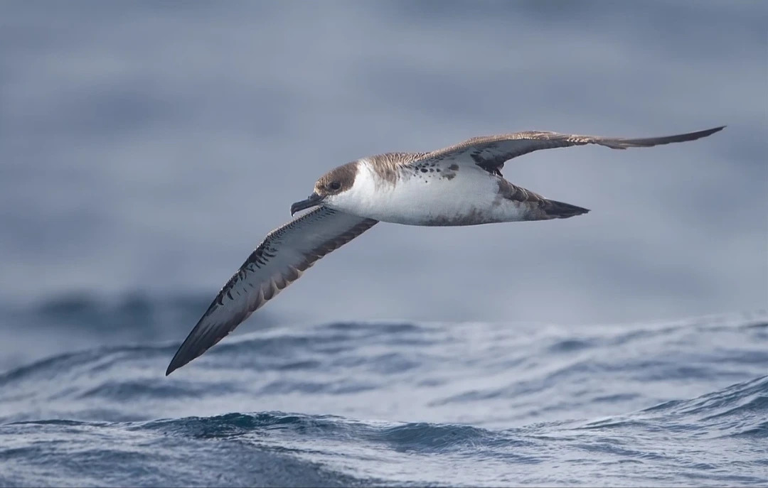 Antarctic_Petrel
