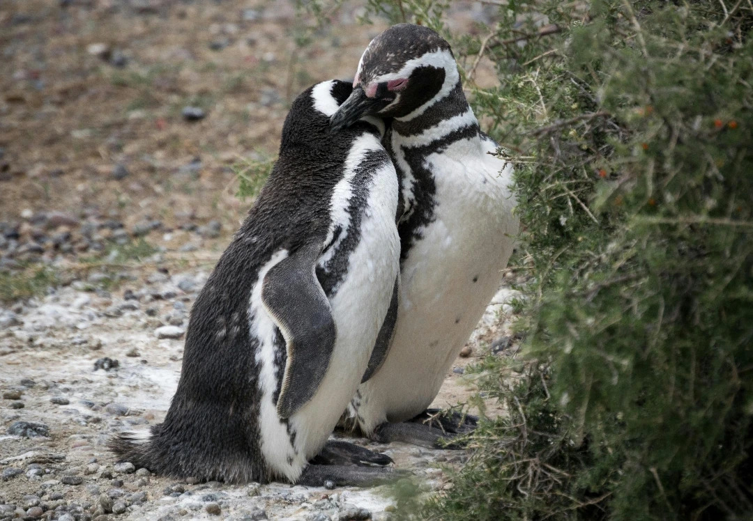 magellanic_penguins