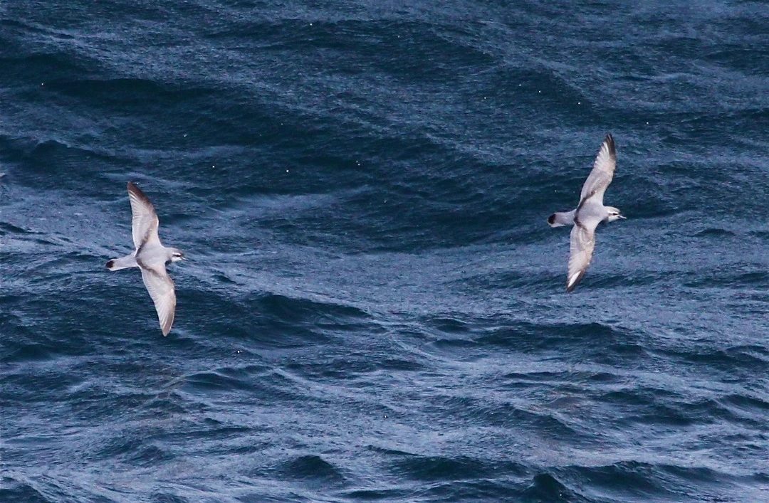 Antarctic_Petrel