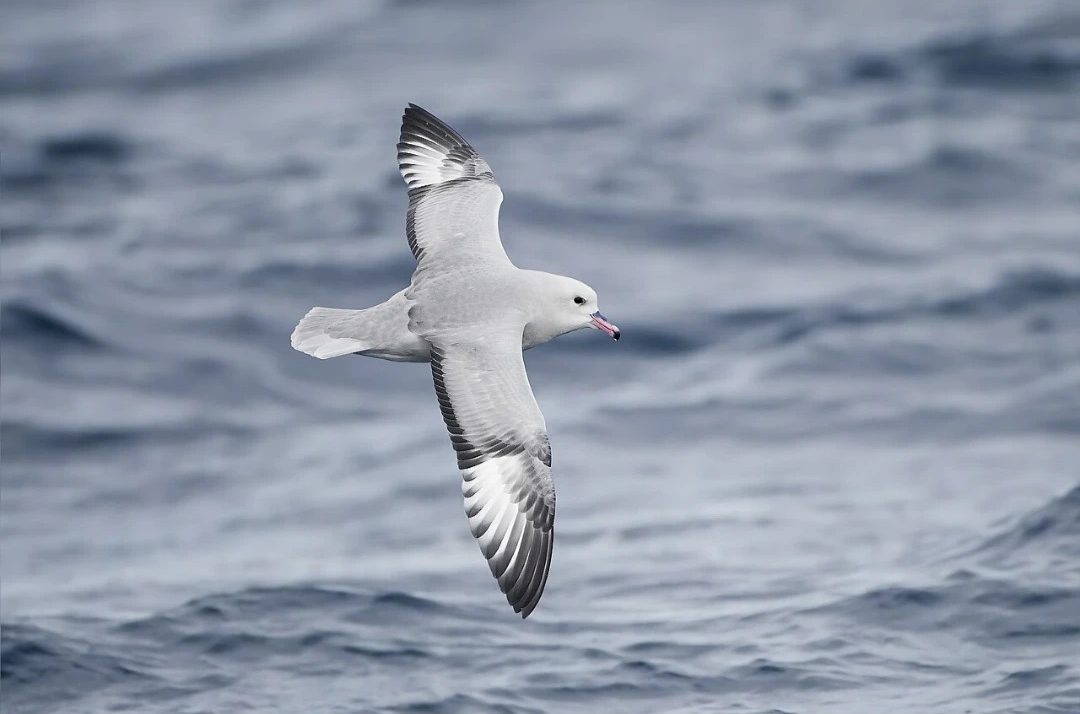 Antarctic_Petrel