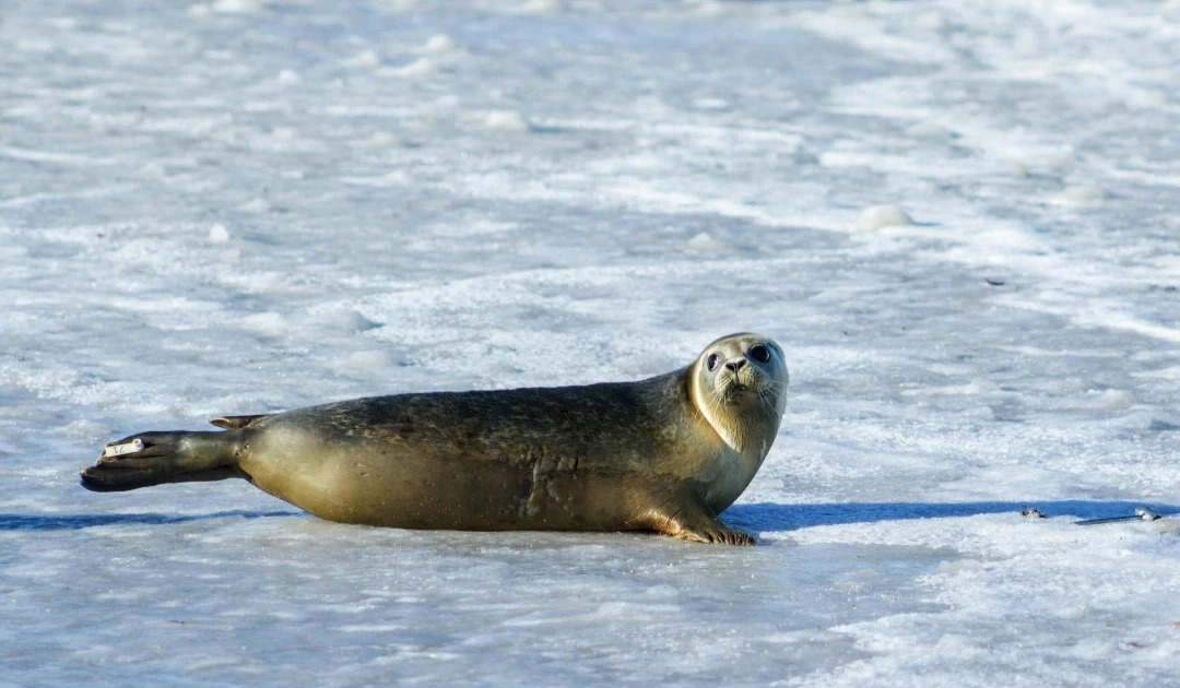 weddell seal