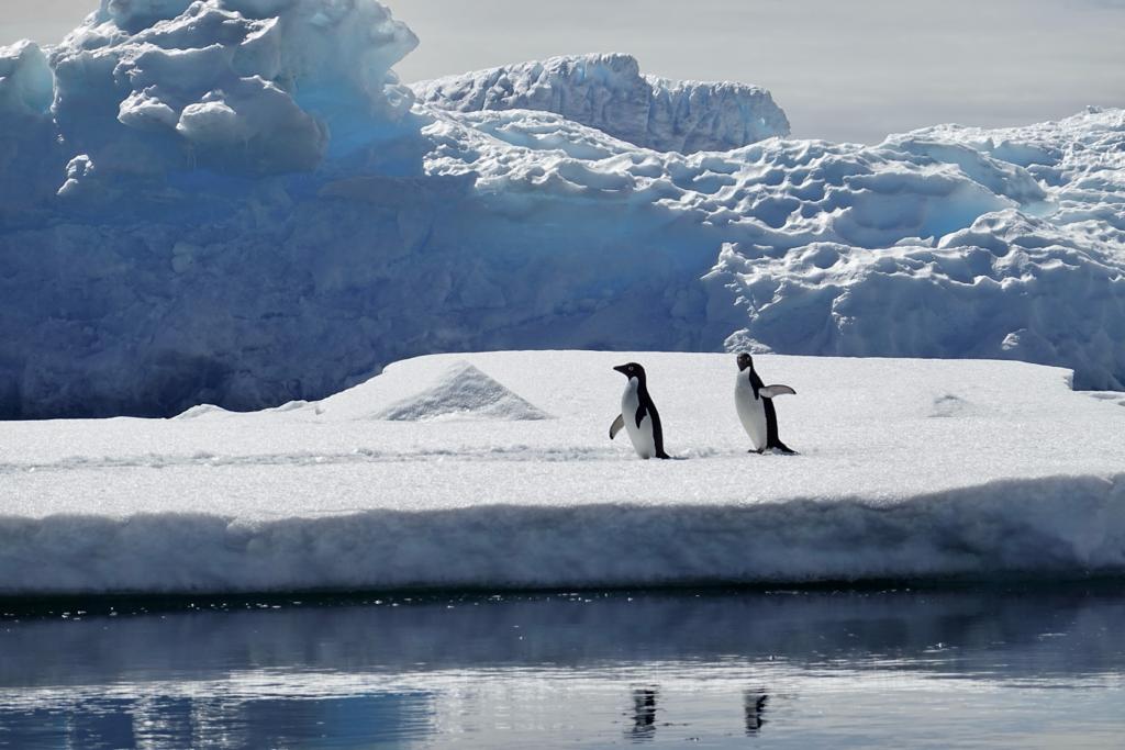 Adelie penguins antarctica