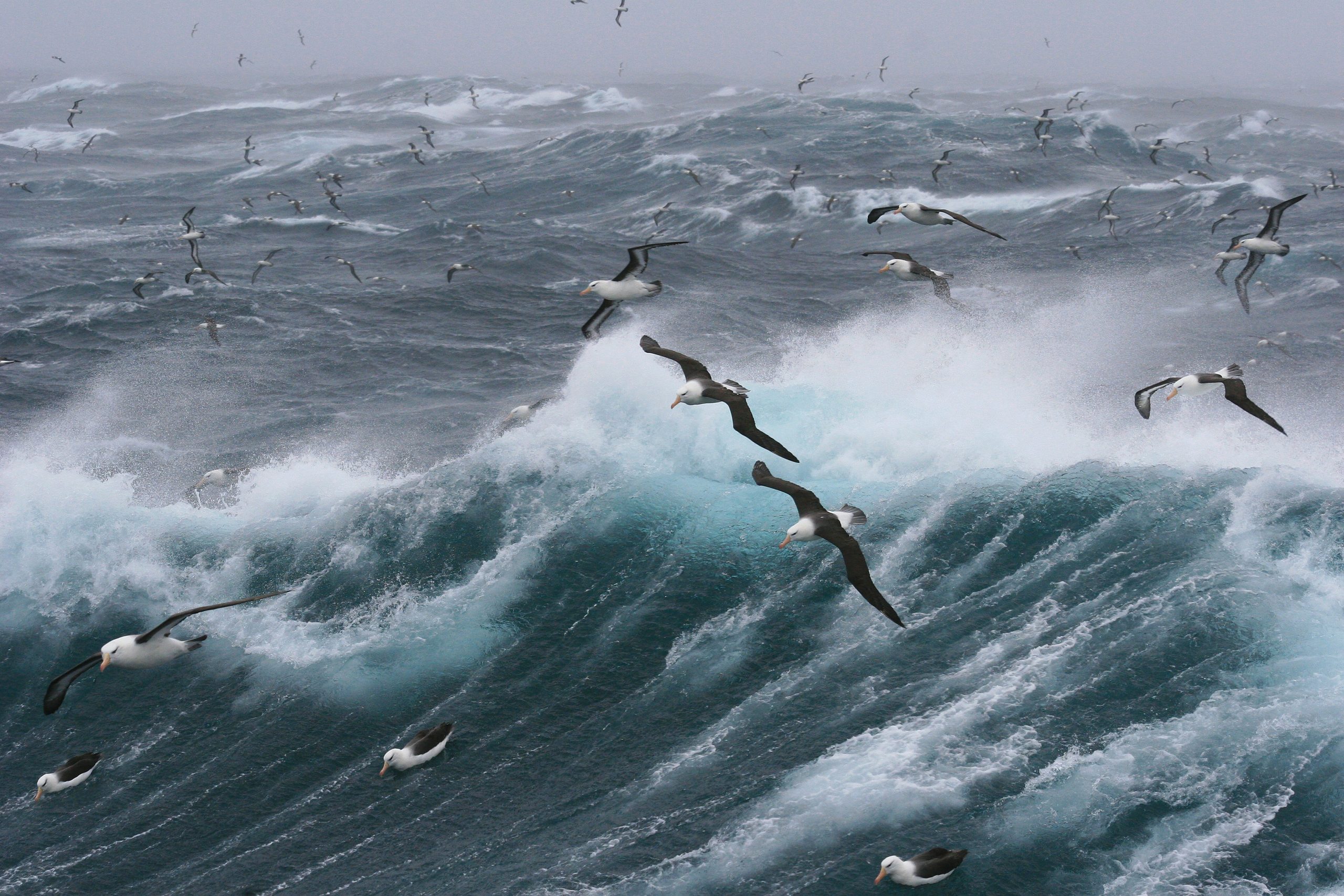 albatross-antarctica