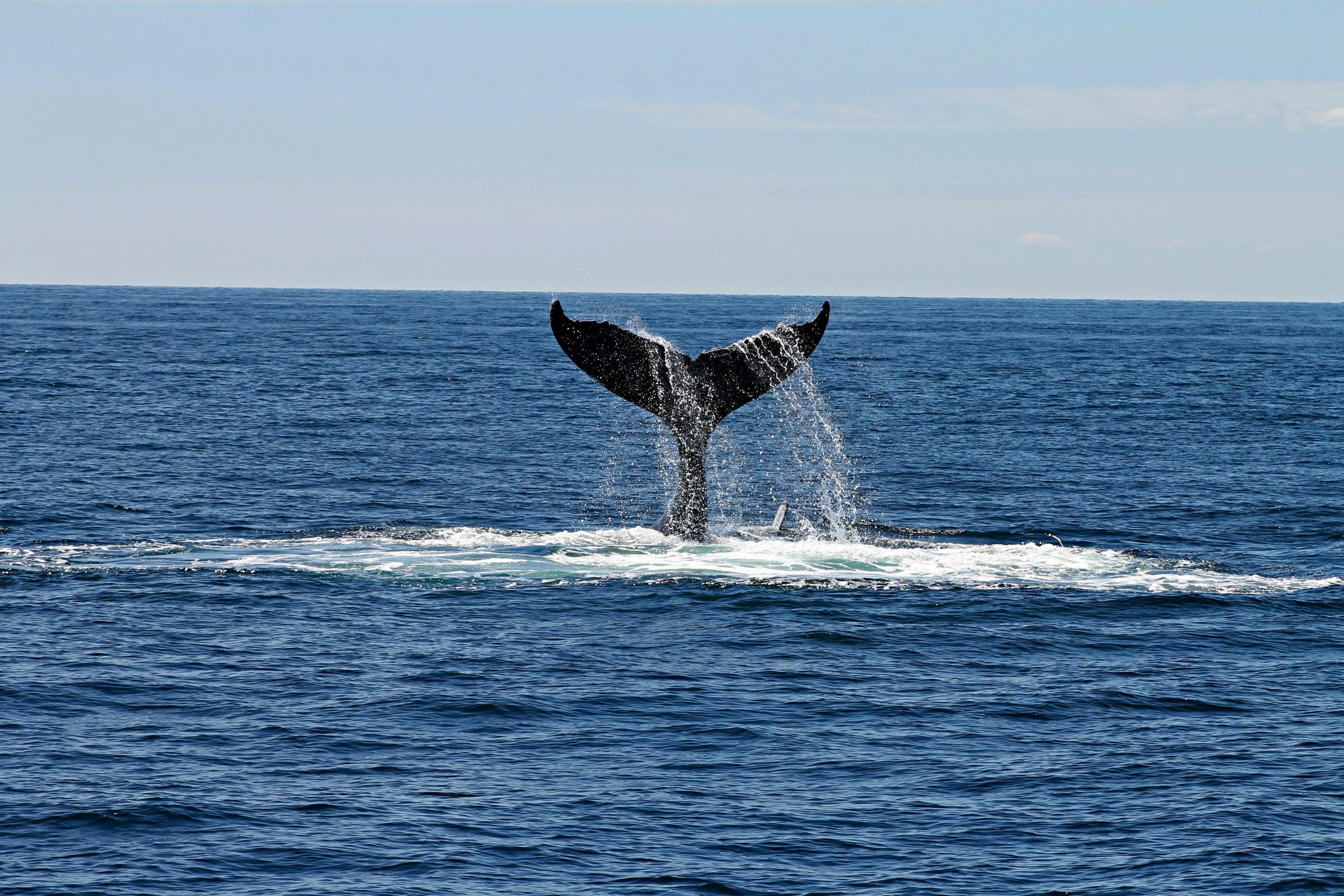 whale fluke