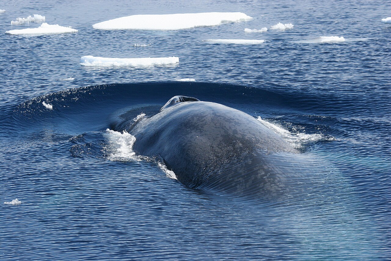 humpback whale