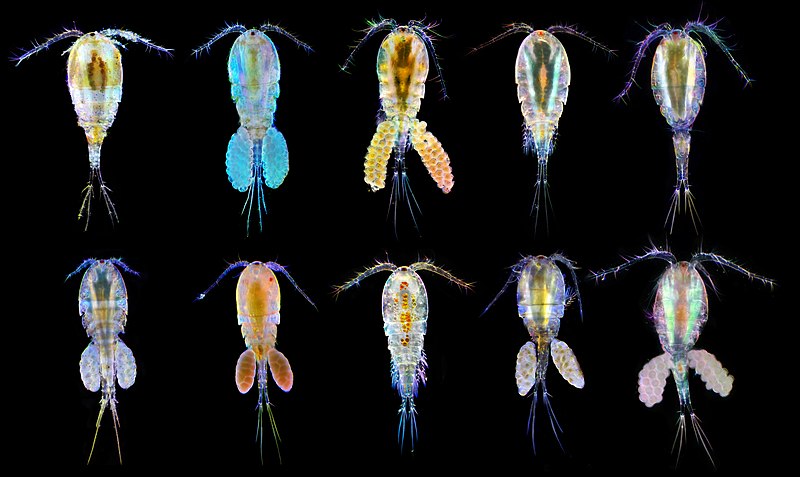 Diatoms- a type of plankton