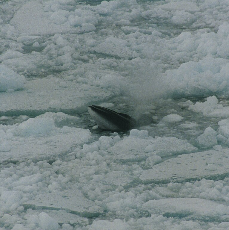 antarctic_Minke_whale
