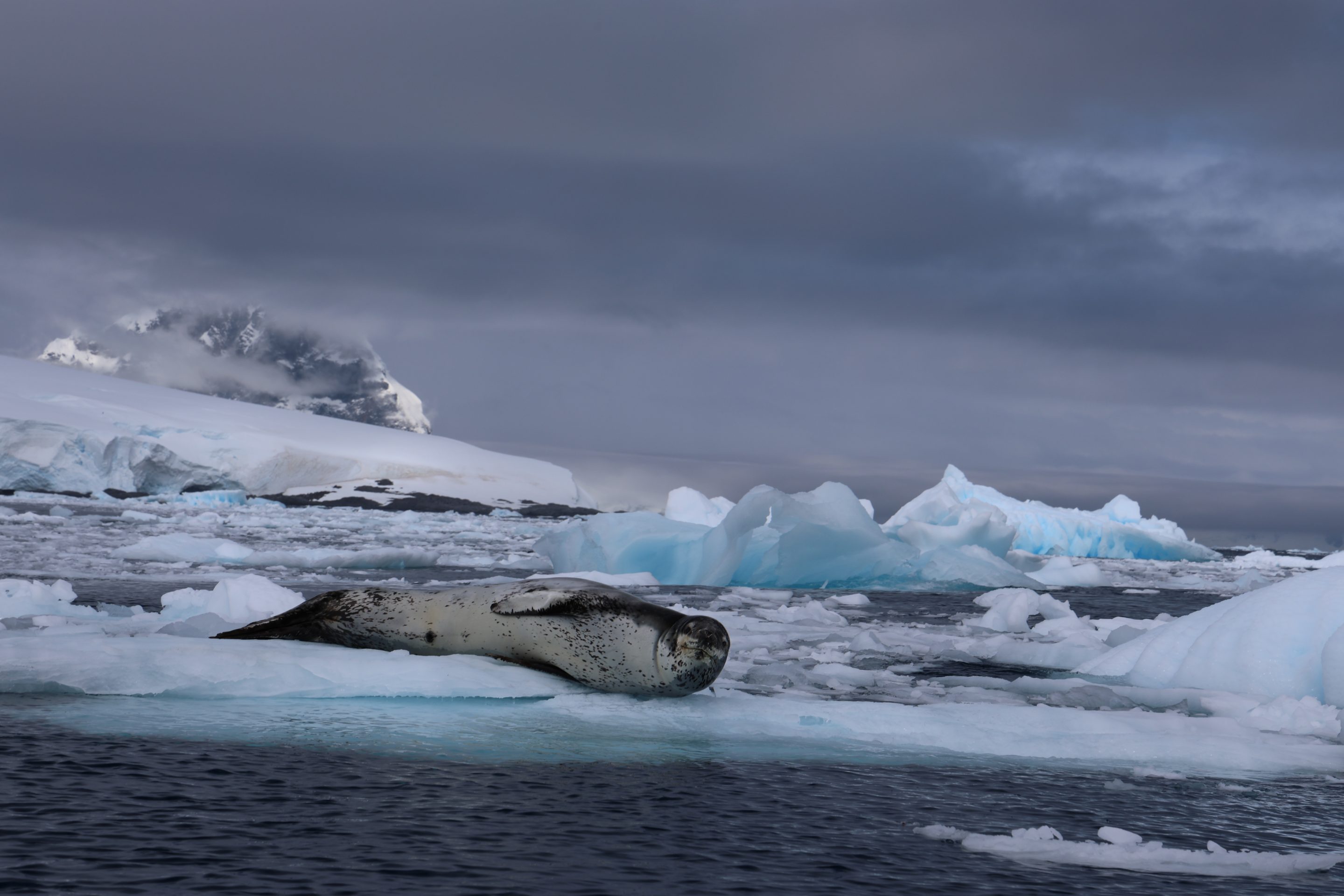 leopard-seal-antarctic-circle
